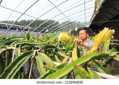 LUANNAN COUNTY, China - June 30, 2021: Farmers Check The Growth Of Pitaya In A Plantation, China