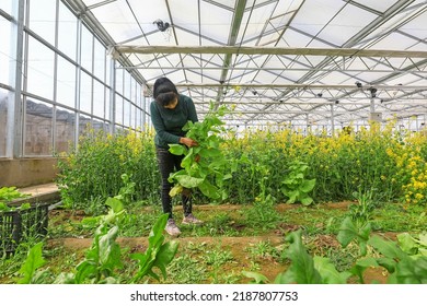 LUANNAN COUNTY, China - March 15, 2022: Female Farmers Work Hard In The Greenhouse, North China