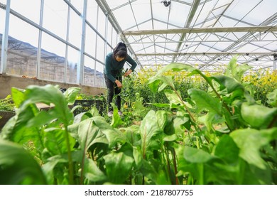 LUANNAN COUNTY, China - March 15, 2022: Female Farmers Work Hard In The Greenhouse, North China