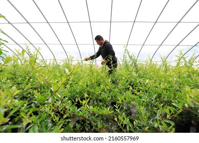 LUANNAN COUNTY, China - May 10, 2022: A Gardener Is Checking The Growth And Development Of Pyracantha Branches In A Nursery, North China