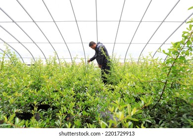 LUANNAN COUNTY, China - May 10, 2022: A Gardener Is Checking The Growth And Development Of Pyracantha Branches In A Nursery, North China