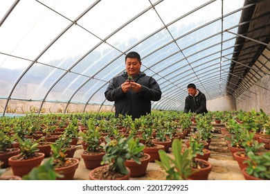 LUANNAN COUNTY, China - May 10, 2022: A Gardener Is Carefully Observing The Growth And Development Of Pyracantha Bonsai In A Nursery, North China