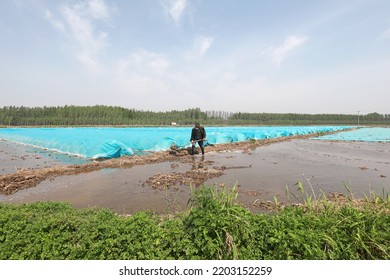 LUANNAN COUNTY, China - May 5, 2022: Farmers Work Hard In Paddy Fields In North China