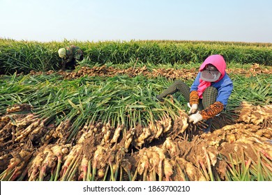 LUANNAN COUNTY, China - October 10, 2020: farmers are harvesting ginger in their fields, LUANNAN COUNTY, Hebei Province, China