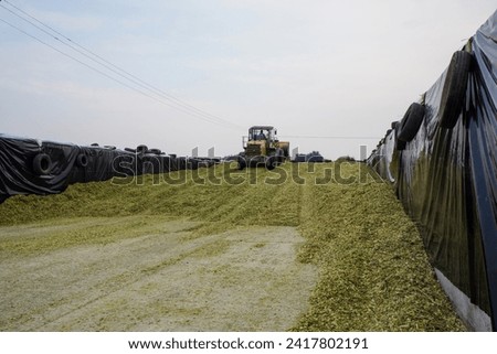 Luannan County, China - October 8, 2022: Farmers drive engineering vehicles to roll corn silage in a dairy farm, North China 