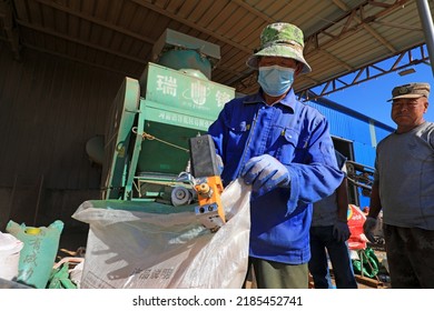 LUANNAN COUNTY, China - September 22, 2021: Workers work hard on the peanut processing line, North China
