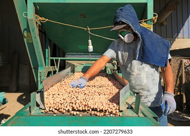 LUANNAN COUNTY, China - September 22, 2021: Workers Work Hard On The Peanut Processing Line, North China