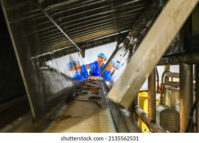 LUANNAN COUNTY, China - September 7, 2021: Workers sort prawns on the mechanical platform for processing at a seafood processing plant, North China