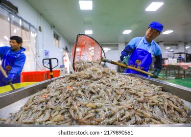 LUANNAN COUNTY, China - September 7, 2021: Workers Prepare Prawns For Processing At A Seafood Processing Plant, North China