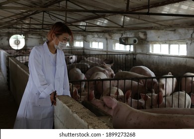 LUANNAN County - September 5, 2017: A Beautiful Girl Is Checking The Growth And Development Of Pigs In A Pig Farm,LUANNAN County, Hebei Province, China