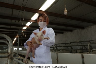 LUANNAN County - September 5, 2017: A Beautiful Girl Holding A Pig To Check The Growth And Development Of A Pig Farm,LUANNAN County, Hebei Province, China