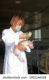 LUANNAN County - September 5, 2017: A Beautiful Girl Is Carrying A Piglet For Vaccination In A Pig Farm,LUANNAN County, Hebei Province, China