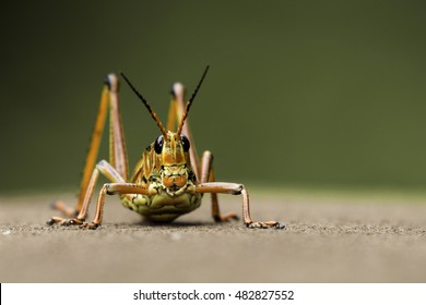 Lubber Grasshopper 