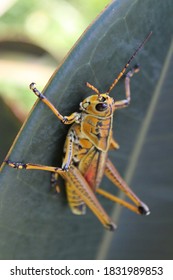 1,880 Lubber grasshopper Images, Stock Photos & Vectors | Shutterstock