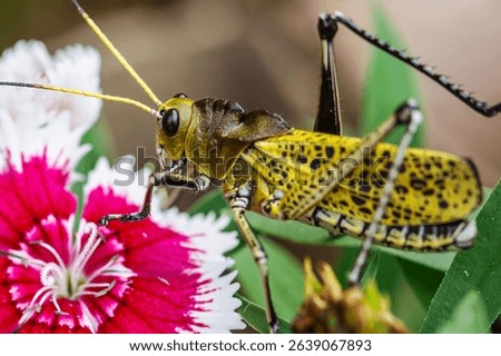 The lubber grasshopper (Romalea microptera) is a large, flightless, brightly colored (yellow, orange, and black) grasshopper. Its stocky body and slow movement have earned it the nickname 