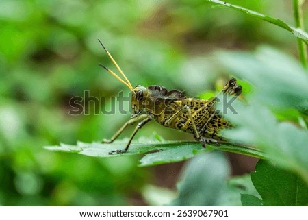 The lubber grasshopper (Romalea microptera) is a large, flightless, brightly colored (yellow, orange, and black) grasshopper. Its stocky body and slow movement have earned it the nickname 