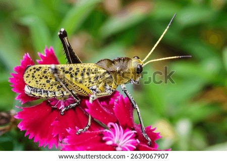 The lubber grasshopper (Romalea microptera) is a large, flightless, brightly colored (yellow, orange, and black) grasshopper. Its stocky body and slow movement have earned it the nickname 