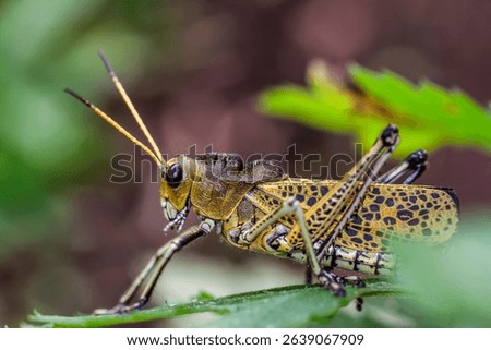 The lubber grasshopper (Romalea microptera) is a large, flightless, brightly colored (yellow, orange, and black) grasshopper. Its stocky body and slow movement have earned it the nickname 