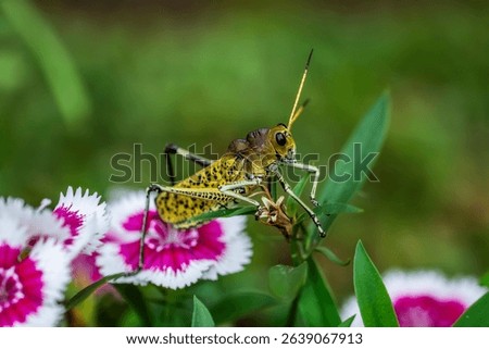 The lubber grasshopper (Romalea microptera) is a large, flightless, brightly colored (yellow, orange, and black) grasshopper. Its stocky body and slow movement have earned it the nickname 