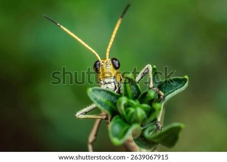 The lubber grasshopper (Romalea microptera) is a large, flightless, brightly colored (yellow, orange, and black) grasshopper. Its stocky body and slow movement have earned it the nickname 