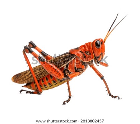 Lubber Grasshopper Standing Alert Pose Colorf Isolated On White Background