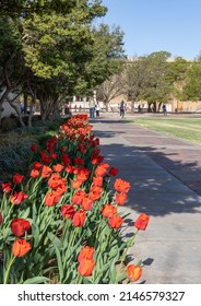 Lubbock, TX - April 13 2022: Tulips On The Campus Of Texas Tech University