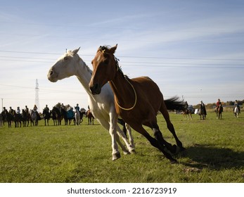 Lublin, Poland, October, 08, 2022. Drag Hunting On The Drwal Horse Stud.
End Season Charity Event. Hubertus W Lublinie, Stadnina Koni Drwal.