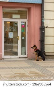 Lublin/Poland - February 18 2018: German Shepherd Dog Tied Up Out The Front Of An Ice Cream Shop Waiting Patiently For Its Owner To Come Out