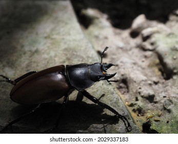 Lucanidae At Yunan Wenshan Wild Forest