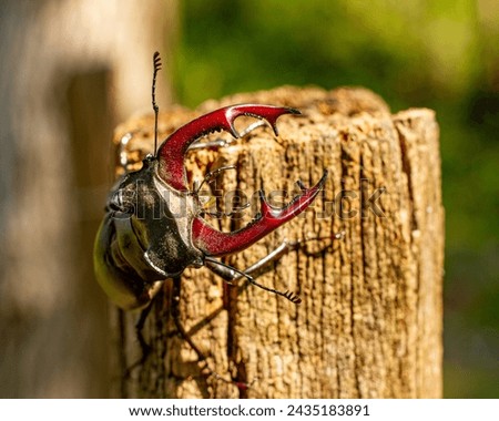 Lucanus cervus the largest and most remarkable beetles in Europe