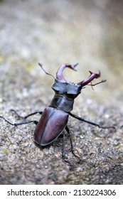 Lucanus Cervus Species Endangered By Habitat Loss