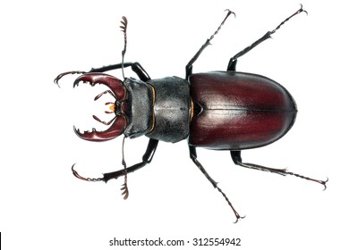 36,226 Beetle leg Images, Stock Photos & Vectors | Shutterstock