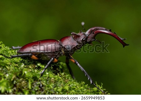 Lucanus formosanus is a large stag beetle endemic to Taiwan, mainly appearing in June and July.