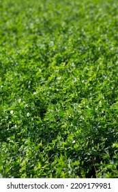 Lucerne Or Alfalfa Plant Field Green Background