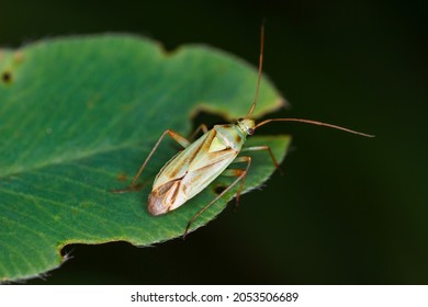 Lucerne Bug (Adelphocoris Lineolatus) On A Green Leaf.