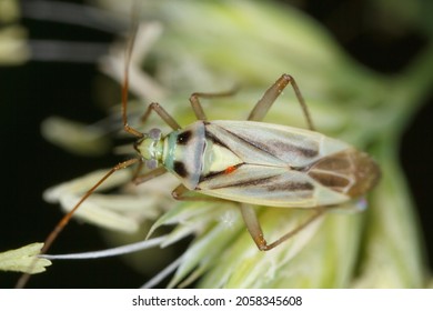 Lucerne Bug (Adelphocoris Lineolatus) On A Green Leaf.