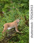 EuropÃ¤ischer Luchs