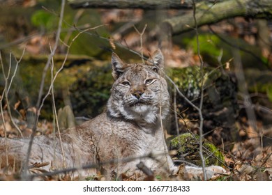 Luchs Baby Bilder Stockfoton Och Vektorer Med Shutterstock