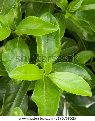 Lucidum viburnum plant on isolated white background, selective focus shot.