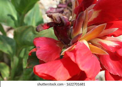 Lucifer Canna Lily Plant Crimson Flowers Stock Photo 1622701681