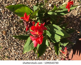 Lucifer Canna Lily Plant Red Flowers Stock Photo 1390543730 | Shutterstock