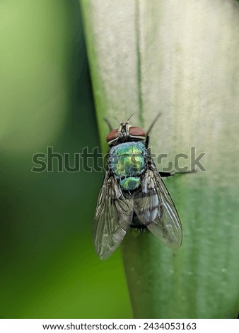 Lucilia sericata fly insect macro photography 