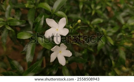 luckily two flowers found when its reach beauty
