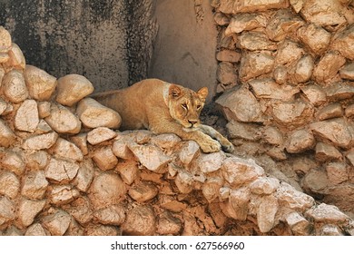 Lucknow Zoo/Asiatic Lion/Asiatic Lion
