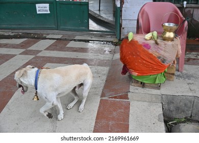 Lucknow,UP,06 10 2022: On Foot Path, Fruits ( Leechee) For Sale, Hindu Temple Offerings And A Domesticated Dog