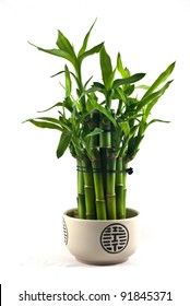 Lucky bamboo (Dracaena sanderiana) in a porcelain pot - Shutterstock ID 91845371