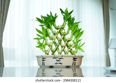 Lucky bamboo Green Fresh Plant          - Shutterstock ID 2084308111