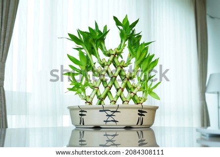 Lucky bamboo Green Fresh Plant         