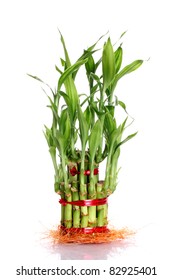 12,394 Lucky Bamboo Images, Stock Photos & Vectors | Shutterstock