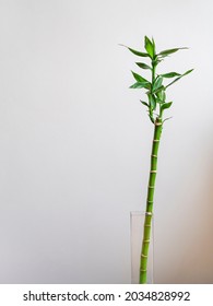 Lucky Bamboo Plant Vertical Background. Bamboo Houseplant In Glass Pot For Decoration Of Elegant Space. Copy Space With Bamboo Leaf Plant Growing. Dracaena Sanderiana Stem On White Wall.